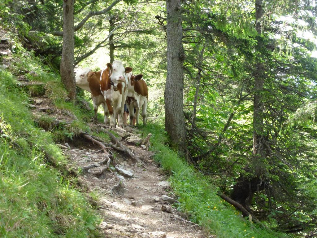 Ferienwohnungen Gaestehaus Sonnenkreis Ruhpolding Exteriör bild